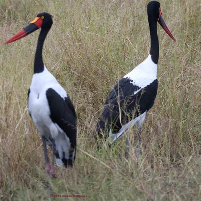 2025 Botswana Birding trip