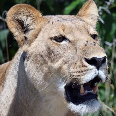 Our First Female Lion...Very Overheated