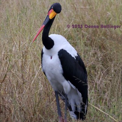 Saddle-Billed Crane