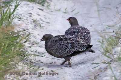 Double Banded Sand Grouse