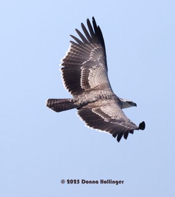 2025 Botswana Birding trip