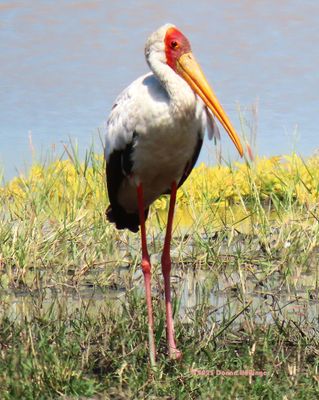 2025 Botswana Birding trip