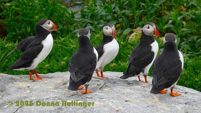 Photo-A-Day 2025