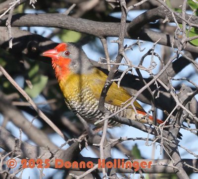 2025 Botswana Birding trip