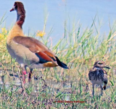 2025 Botswana Birding trip