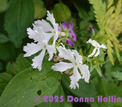 My Favourite Flowers