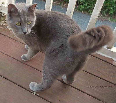 CATS