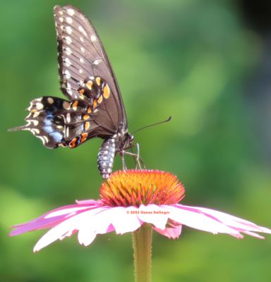 Butterflies and Moths