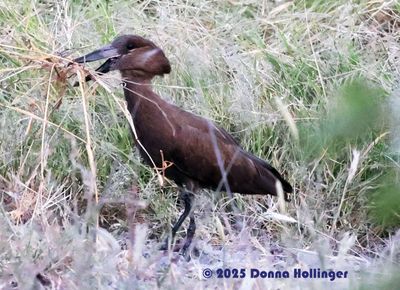 2025 Botswana Birding trip