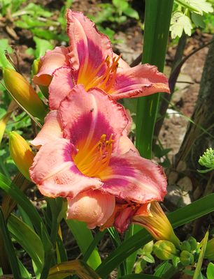 My Favourite Flowers