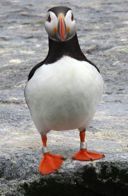Banded Puffin There were 16000 pairs on the island this summer