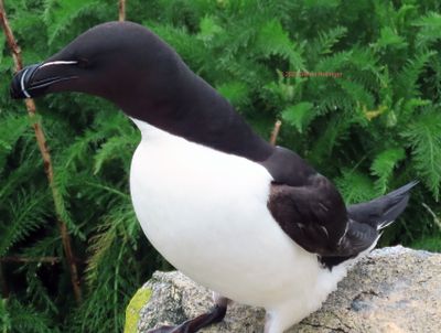Razorbill Beak!