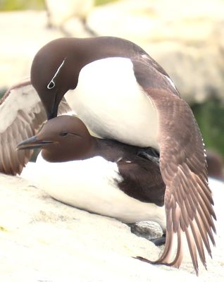Mating Common Murres