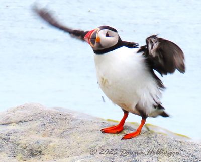 Puffin Flapping his wings to dry them 