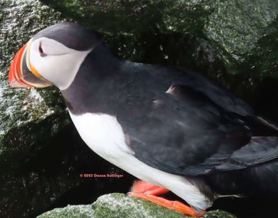 Puffin Parent Guarding the nest