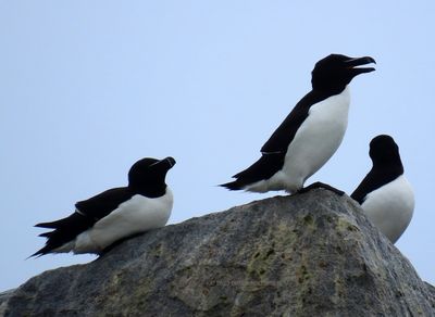 Three Razorbills who also nest here