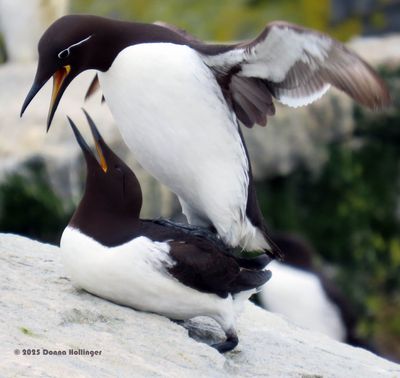 Common Murres Mating