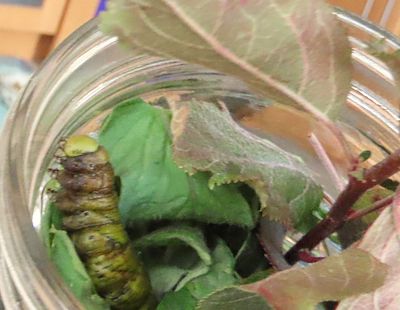 Carolina Sphinx Moth Caterpillar