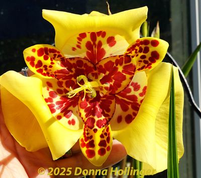 Yellow Tigridia Inflorescence