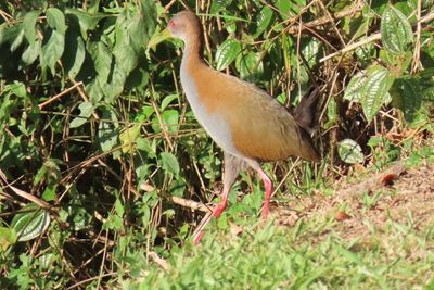  Wood Rail