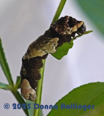 Photo-A-Day 2025