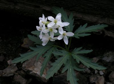 White Flowers