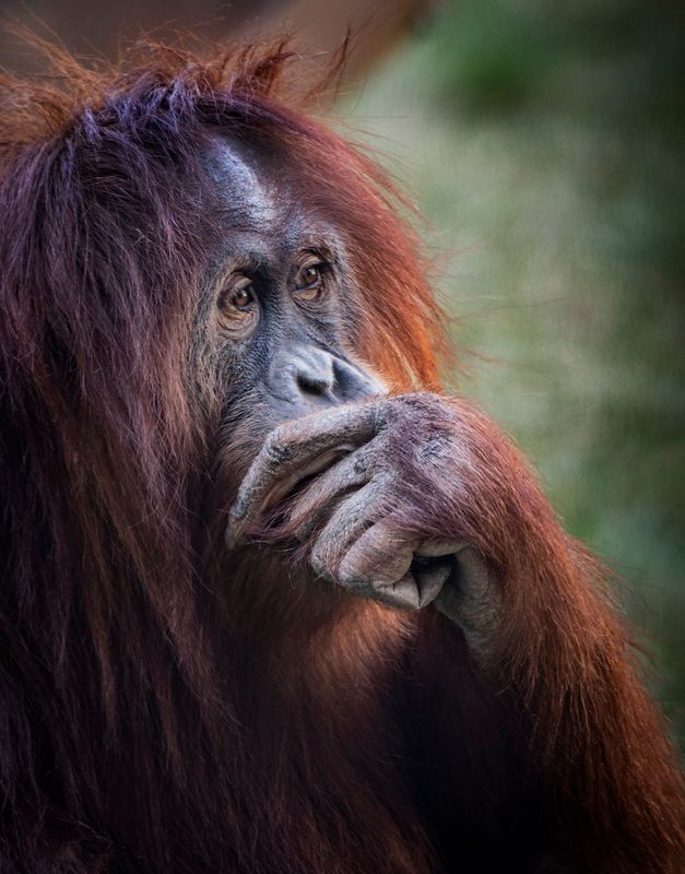 Orangutan 1875