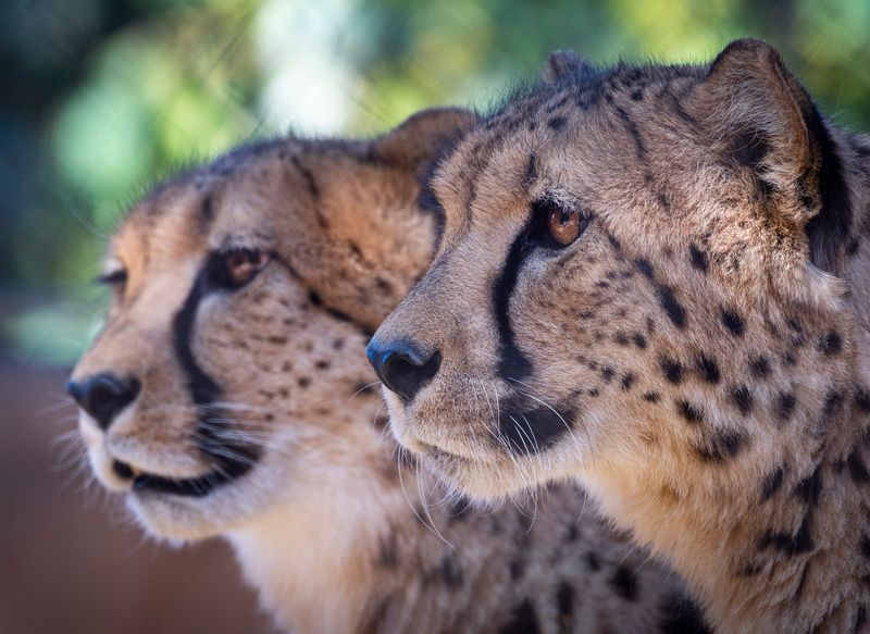 Cheetahs 1835