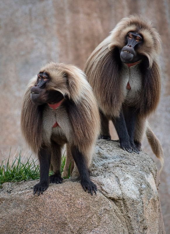 Geladas 0055