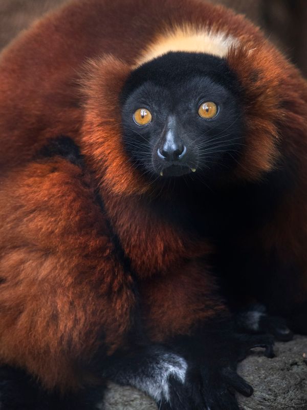 Lemur 0098