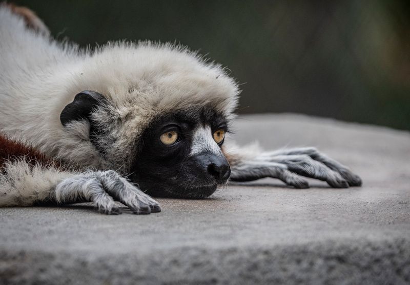 Coquerel's Sifaka Lemur 2664