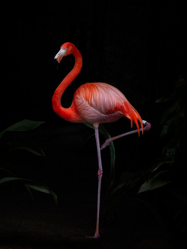 Flamingo 2686
