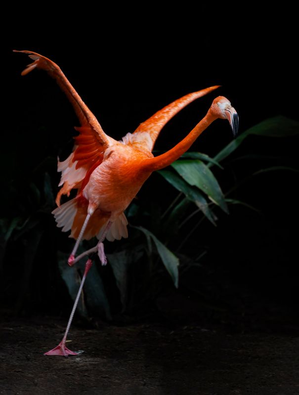 San Diego Zoo Gallery