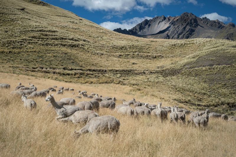Llamas 2226