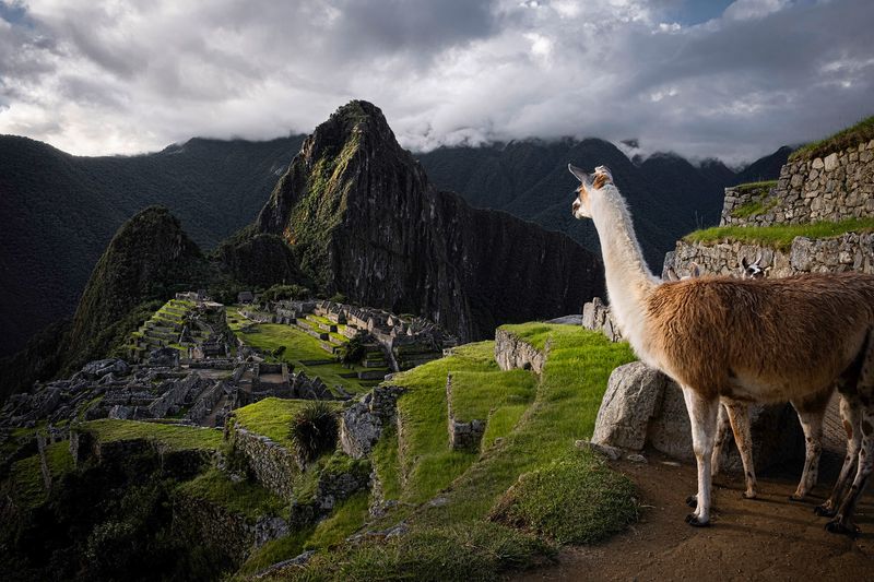 Sunset With Llama