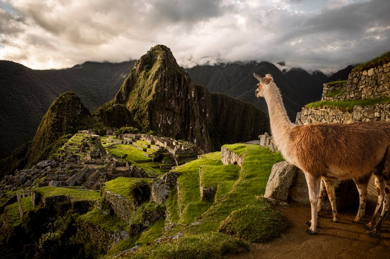 Sunset With Llama