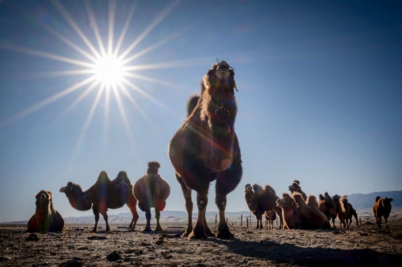 Mongolia_6480.jpg