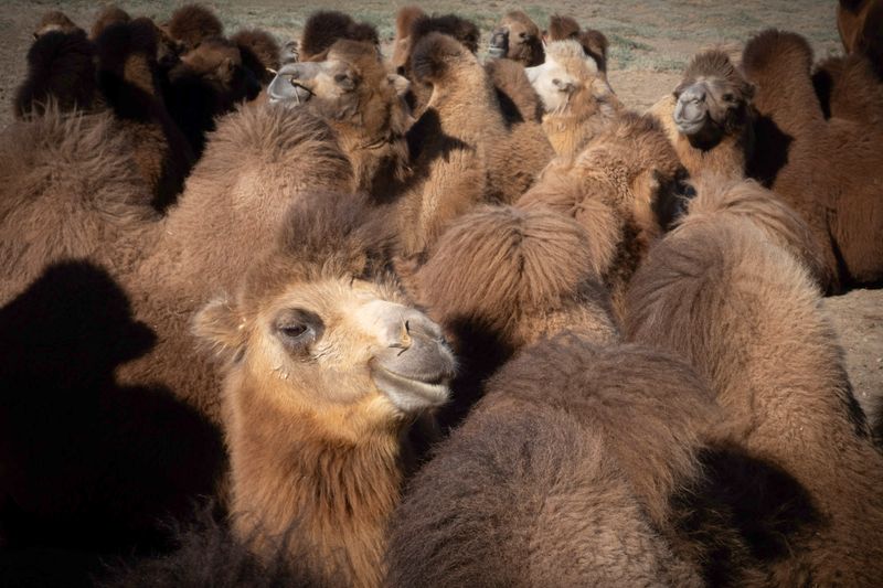 Mongolia_6504.jpg