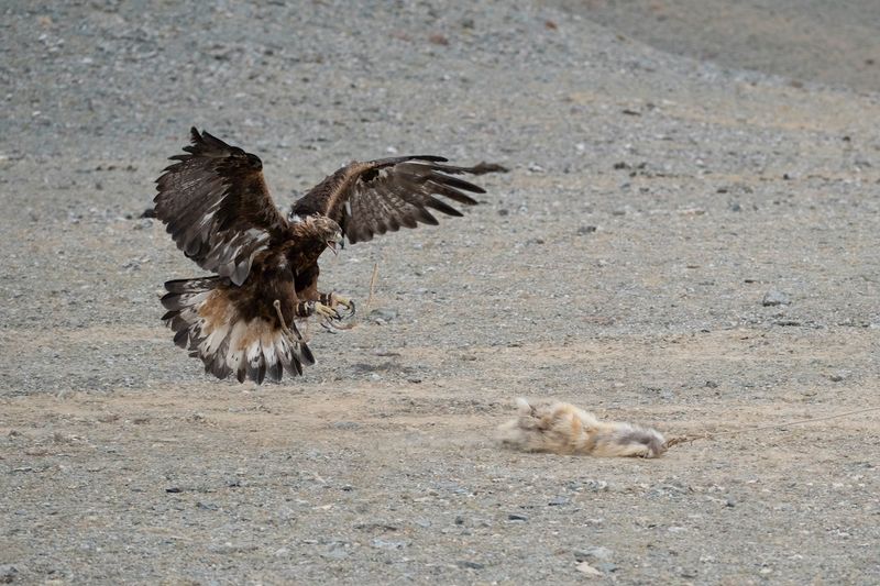 Mongolia_5840.jpg