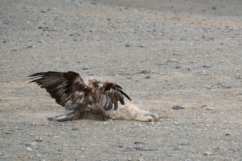 Mongolia_5842.jpg
