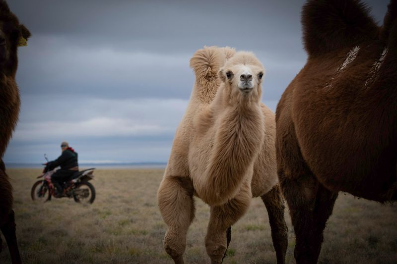 Mongolia_6104.jpg