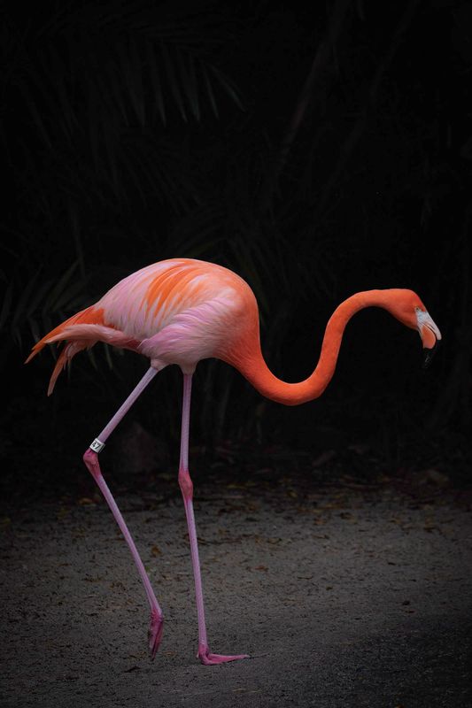 Flamingo 7738