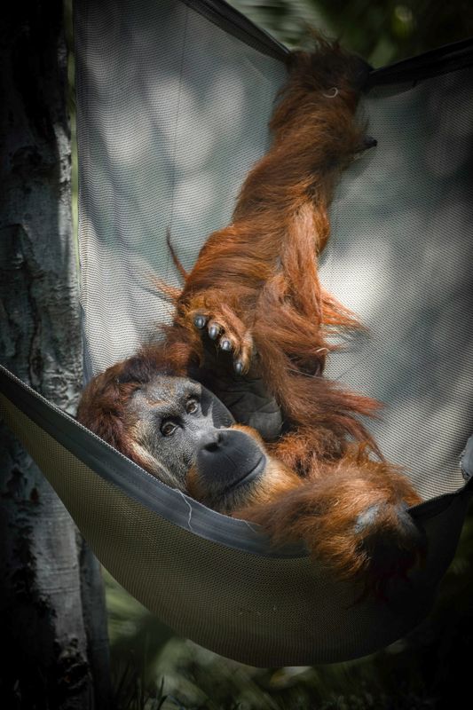 San Diego Zoo Gallery