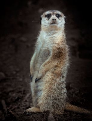 Meercat 0021