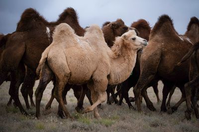 Mongolia_6107.jpg