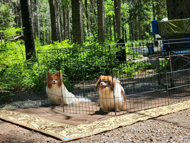 Kindle & Annie at Apgar Campground