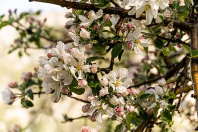 Apple Blossoms