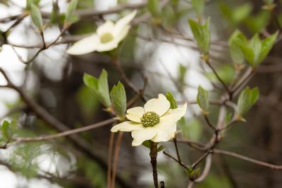 Dogwood Trees All Over