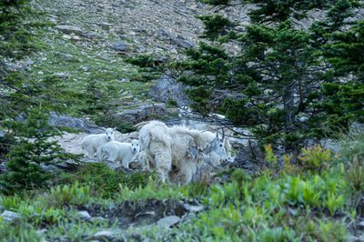 Glacier National Park - Going To The Sun Road - Mountain Goats with twins