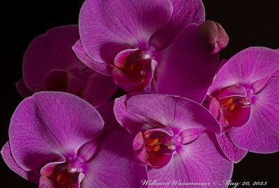 Phalaenopsis no ID